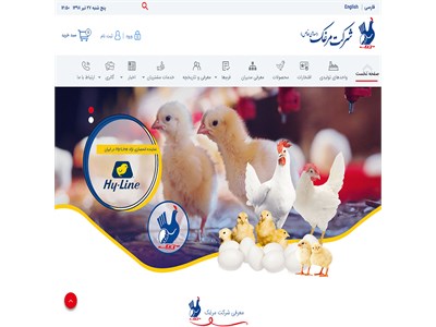 طراحی سایت شرکت مرغک